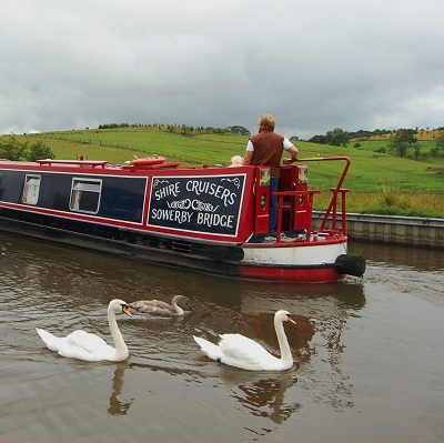 Swans on the Leeds & Liverpool Canal