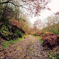 Autumn path in Calderdale