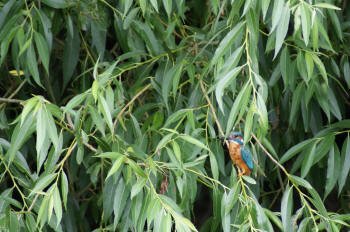 Kingfisher on Selby Canal